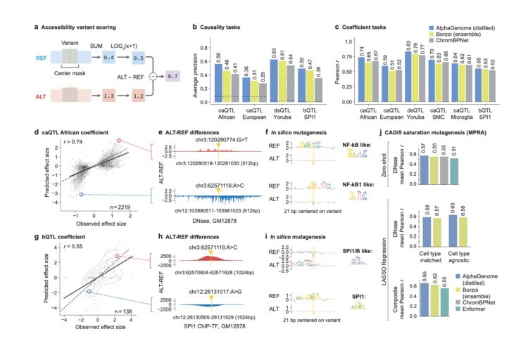 Google DeepMind Releases AlphaGenome: A Deep Learning Model that can more Comprehensively Predict the Impact of Single Variants or Mutations in DNA